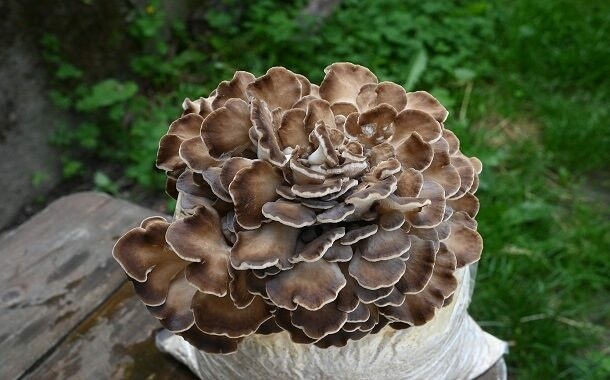 Maitake Mushroom Cost