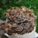 Maitake Mushroom Cost