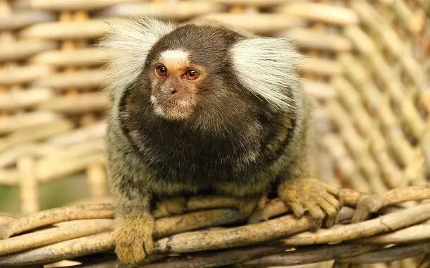 Marmoset Monkey Cost