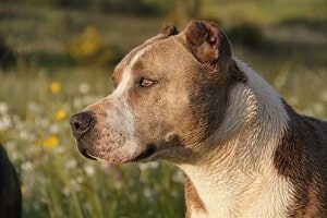 Older Pitbull