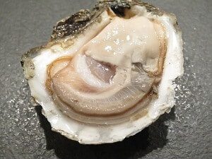 Open Oyster