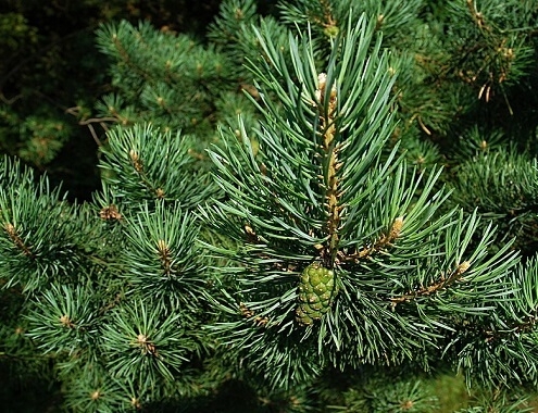 Pine Trees Cost Pine Cost