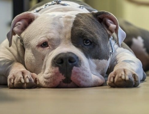 Pit Bull Cost Pitbull Dog Cost