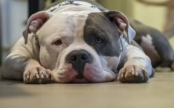 Pitbull Dog Cost