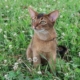 Abyssinian cats Cost