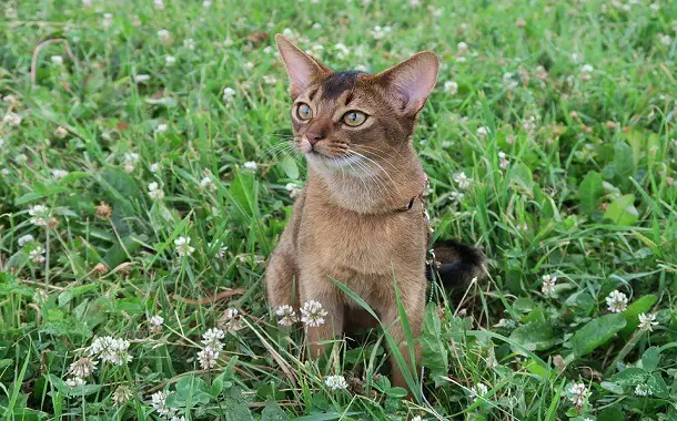 Abyssinian cats Cost