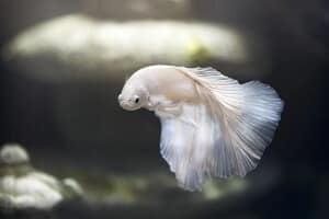 Aquarium Betta Fish