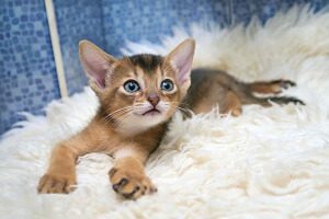 Cats Abyssinians