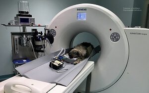 CT Scan Dog