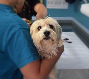 Parvovirus Treatment Cost