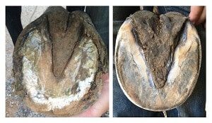 Trimmed Horse Hoof