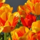 Tulips Cost