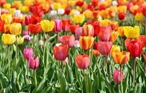 Tulips on field