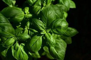 Basil Leaves