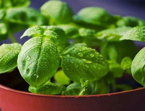 Basil Plant Cost