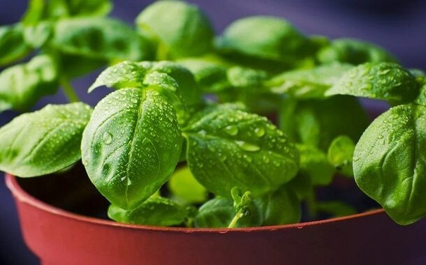 Basil Plant Cost