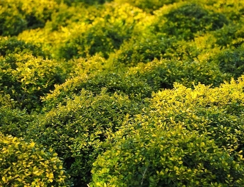 The Cost of a Boxwood Shrub Boxwood Shrub Cost