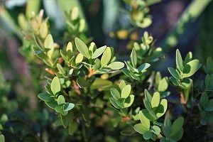 Boxwood Shrub Leaves