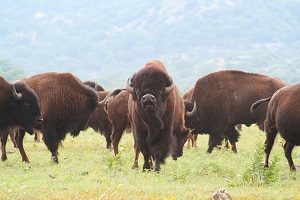 Buffalo Herd