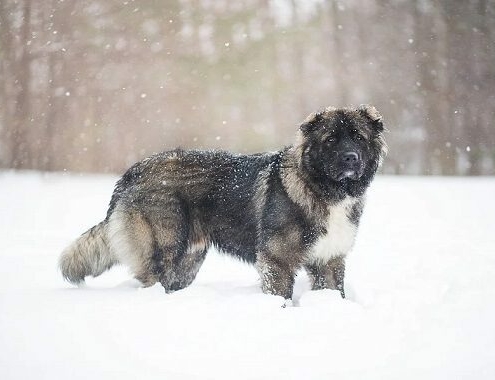 Caucasian Shepherd Dog Cost