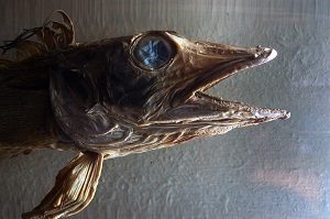 Fish Taxidermy Prices