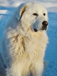 Great Pyrenees Dog