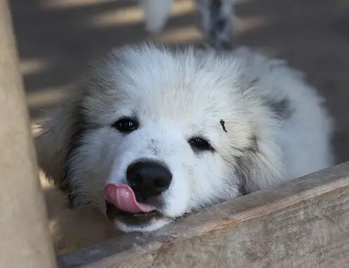 Great Pyrenees Cost