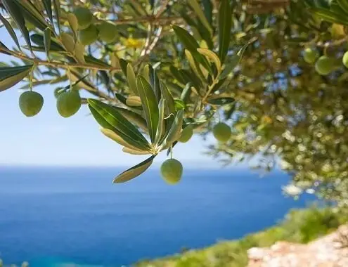 Olive Tree Cost