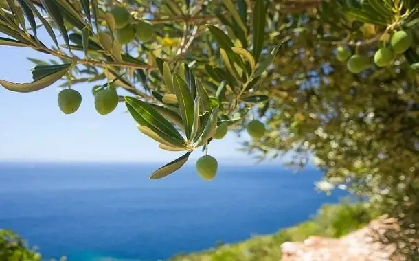Olive Tree Cost