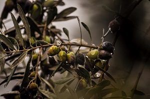 Olives in Tree