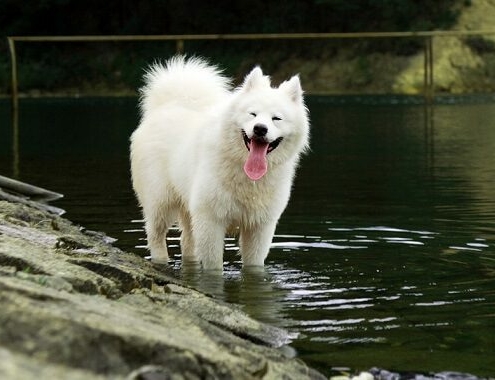 Samoyed Dog Cost