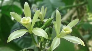 Vanilla Flower Orchid