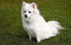 American Eskimo Standard