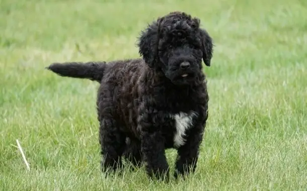 Portuguese Water Dog Cost