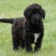 Portuguese Water Dog Cost