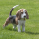 A Small Beagle