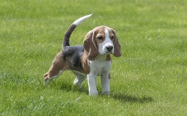 A Small Beagle
