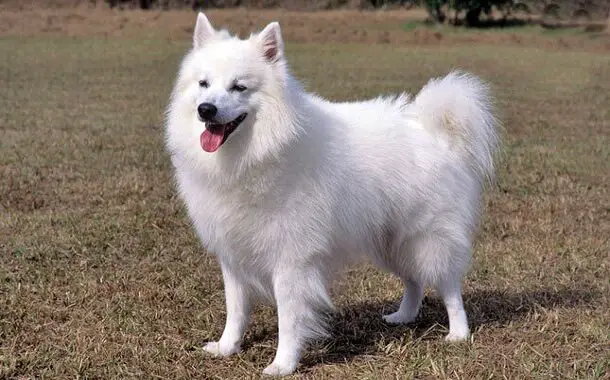 American Eskimo Dog Cost