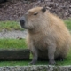 Capybara Cost