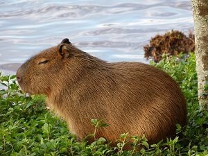 Capybara in Nature