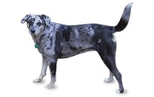 Catahoula Leopard Adult Dog