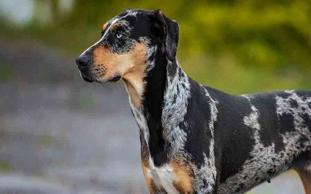 Catahoula Leopard Dog Cost