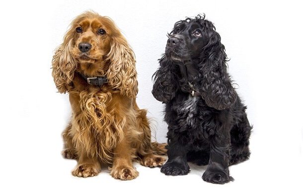 Cocker Spaniel Cost