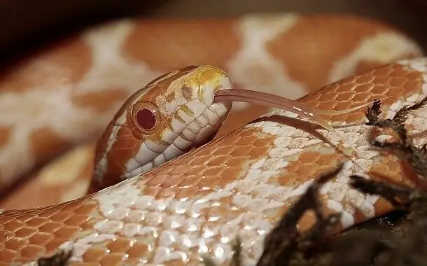 Corn Snake Cost