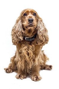 Happy Cocker Spaniel