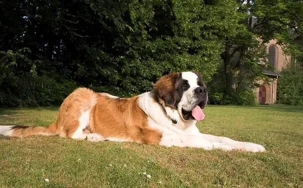 Saint Bernard Cost