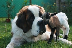 Saint Bernard Playing