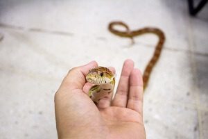 Snake in Hand