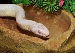 White Corn Snake