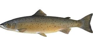 Whole Salmon